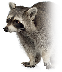 Control Mammals